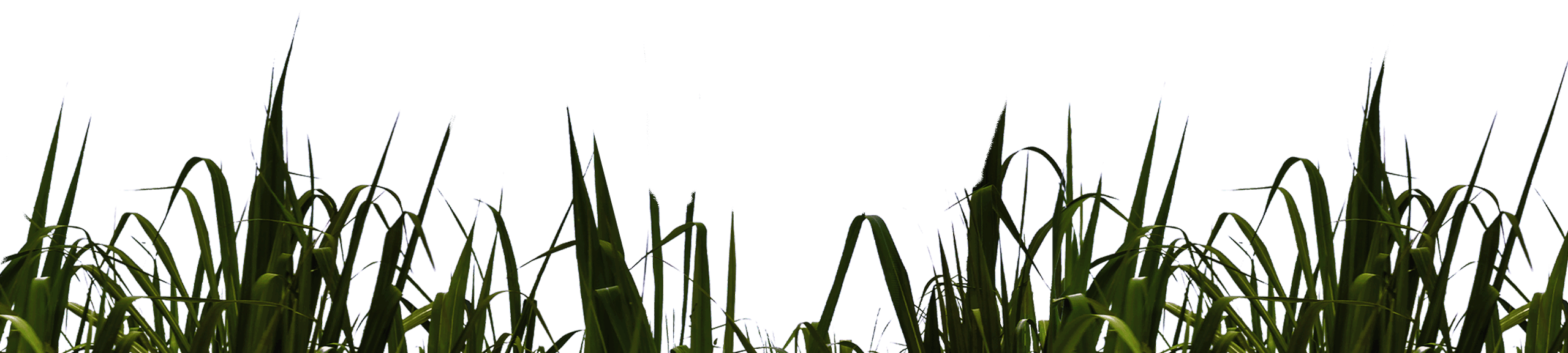 grass